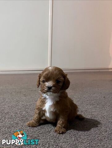 Cavoodle puppies 2 girls 3 boys