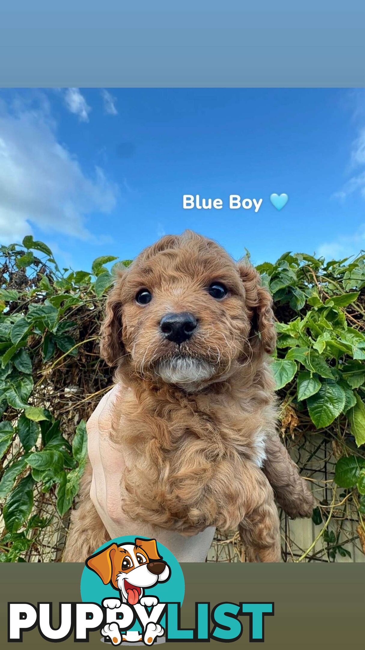 Cavoodle puppies 2 girls 3 boys