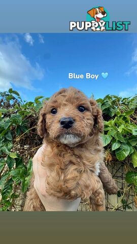 Cavoodle puppies 2 girls 3 boys