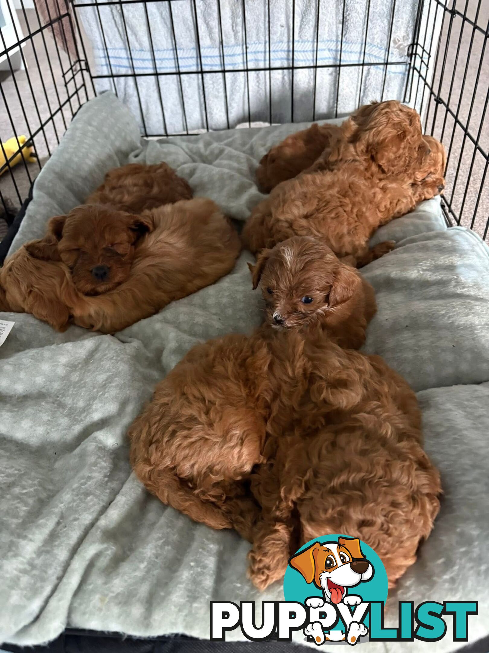 Cavoodle puppies 2 girls 3 boys