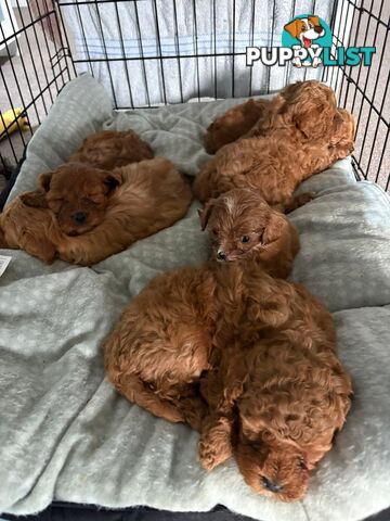 Cavoodle puppies 2 girls 3 boys