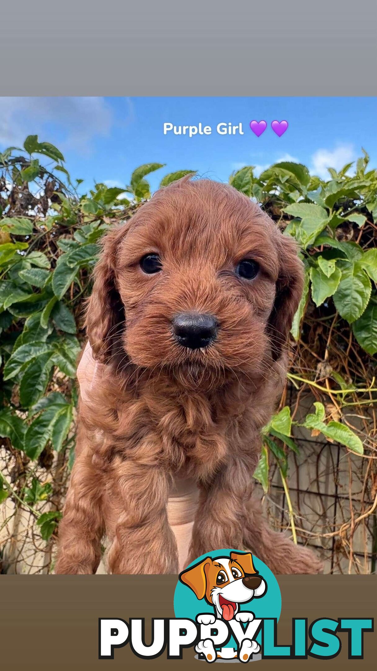 Cavoodle puppies 2 girls 3 boys
