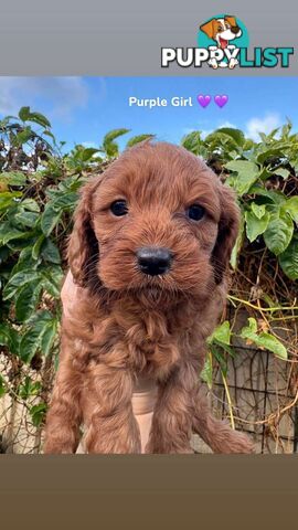 Cavoodle puppies 2 girls 3 boys