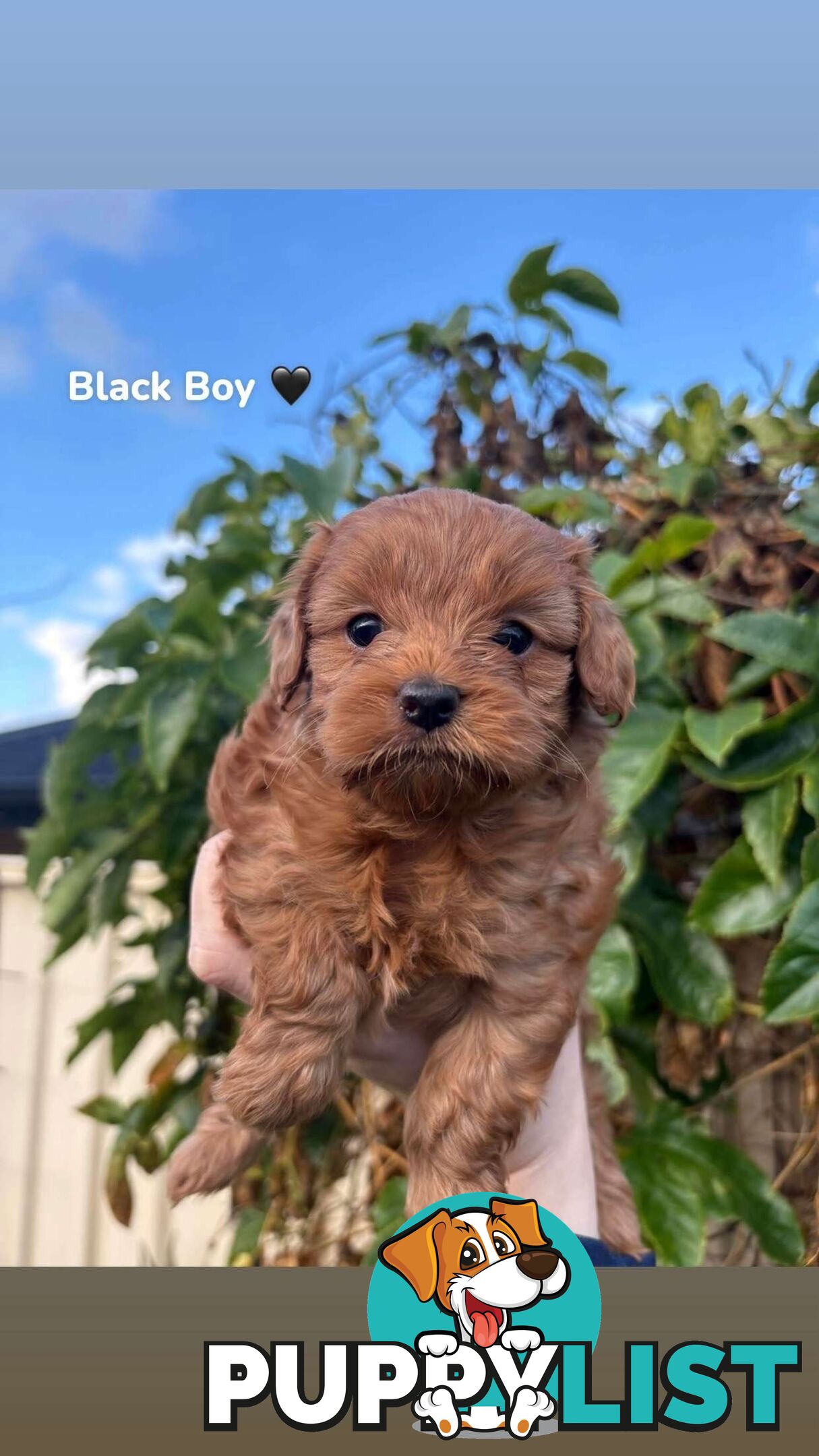 Cavoodle puppies 2 girls 3 boys