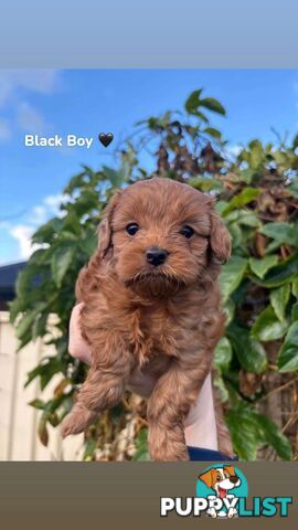 Cavoodle puppies 2 girls 3 boys