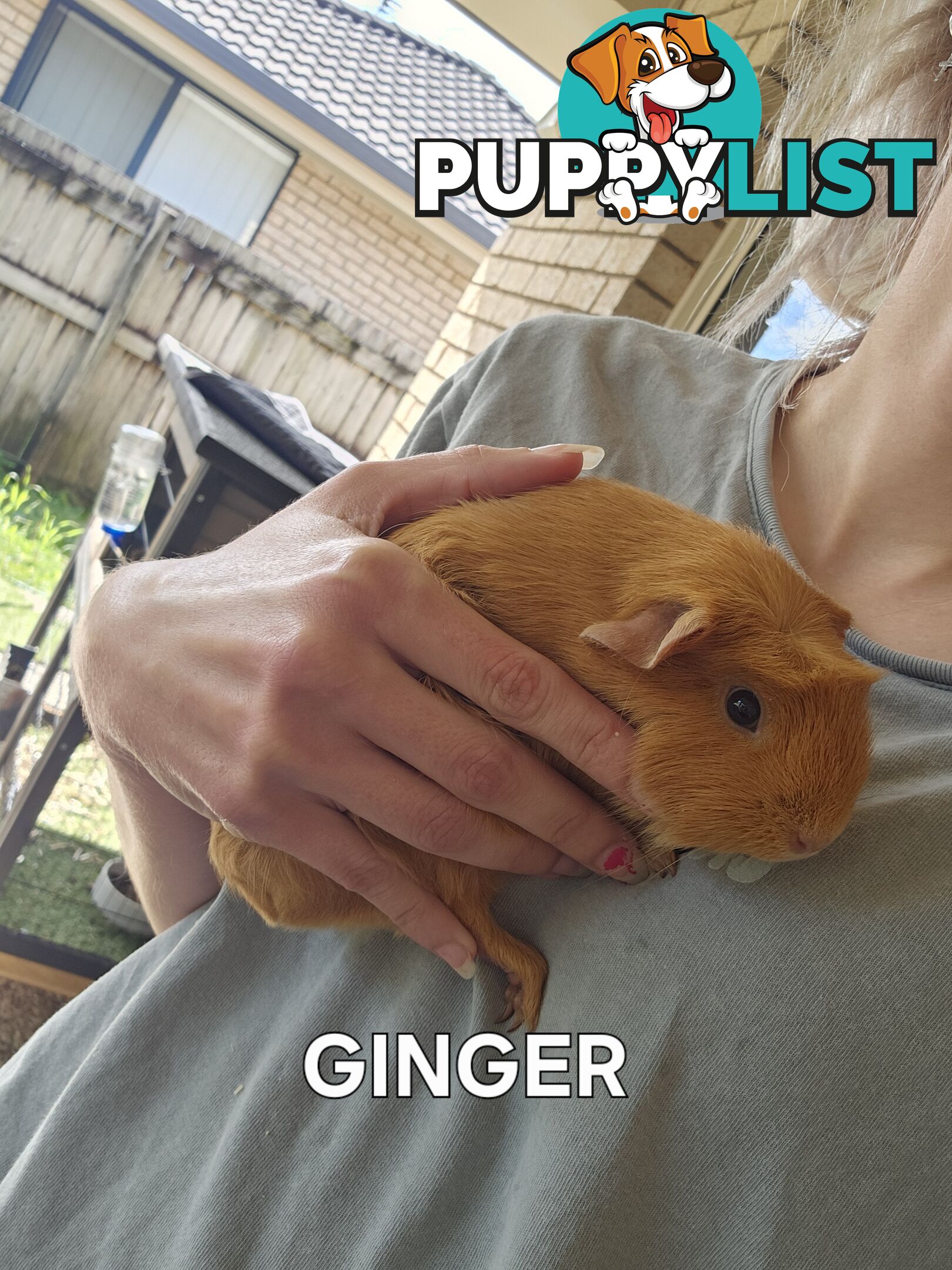 Bonded 4 month old Female (Ginger) Guinea Pigs