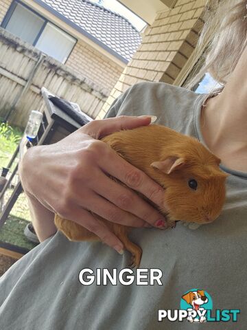 Bonded 4 month old Female (Ginger) Guinea Pigs