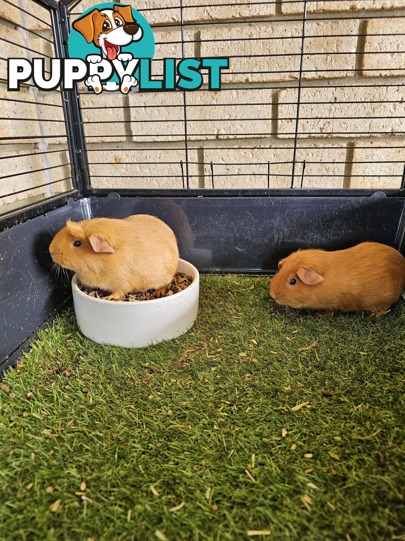 Bonded 4 month old Female (Ginger) Guinea Pigs