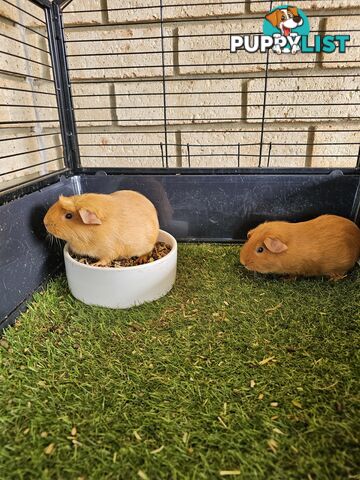 Bonded 4 month old Female (Ginger) Guinea Pigs