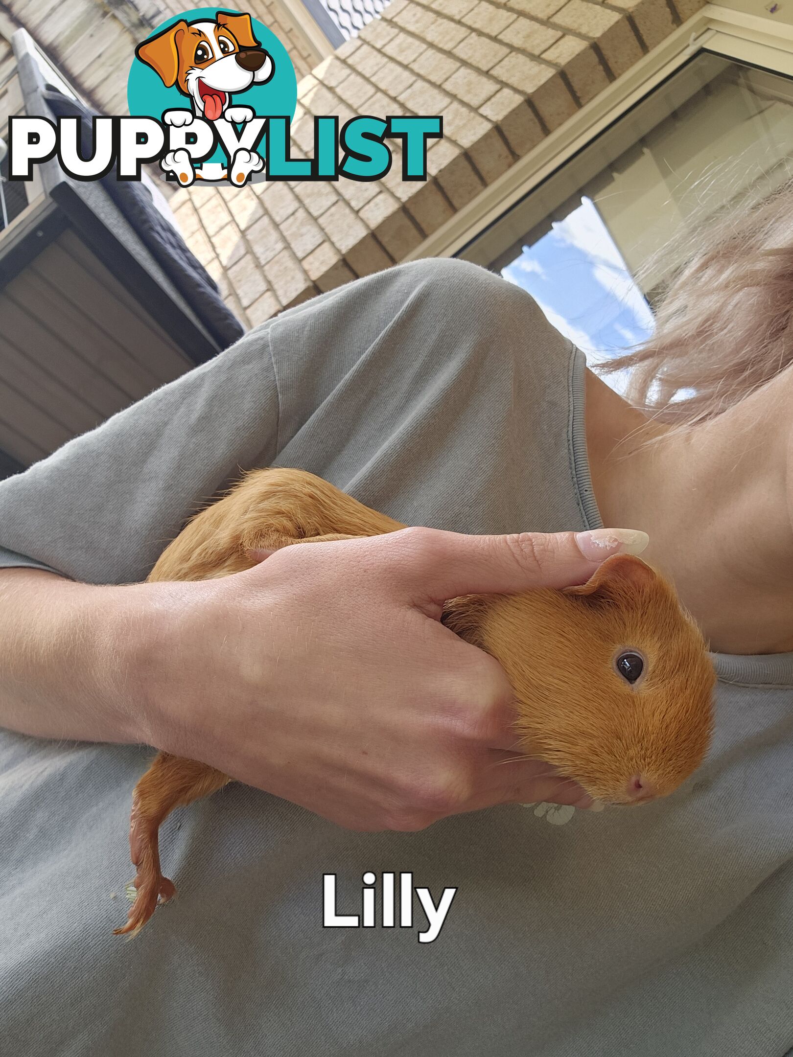 Bonded 4 month old Female (Ginger) Guinea Pigs