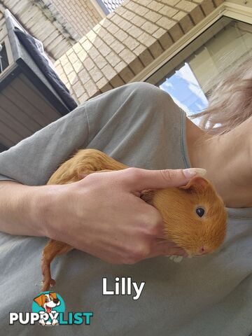 Bonded 4 month old Female (Ginger) Guinea Pigs