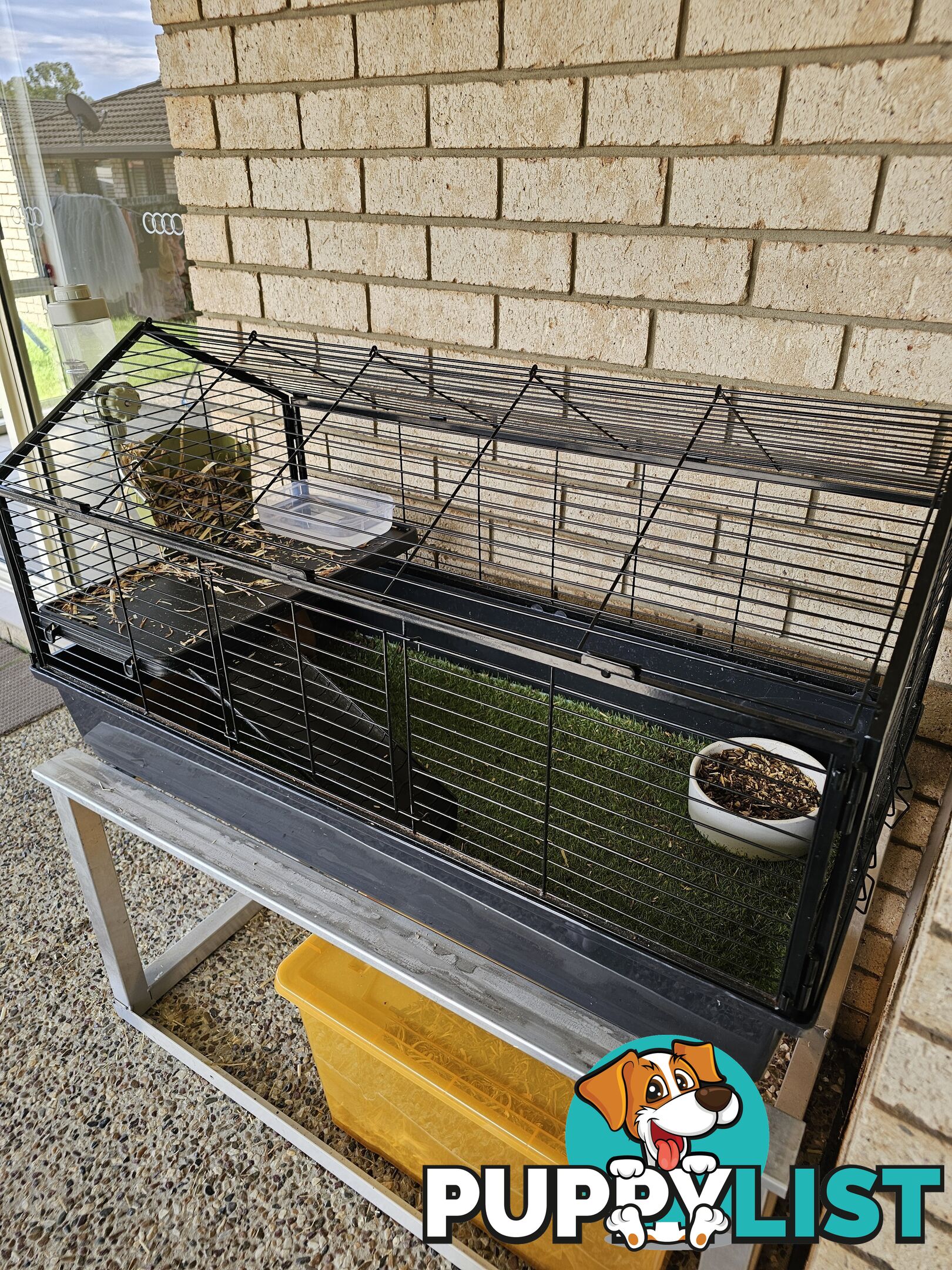 Bonded 4 month old Female (Ginger) Guinea Pigs