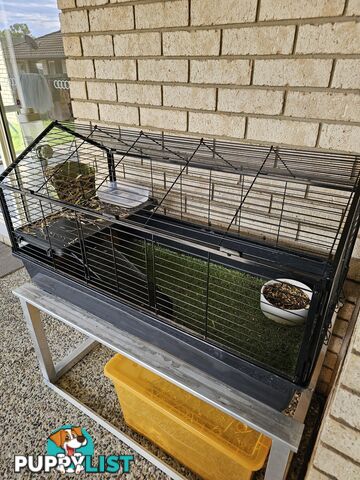 Bonded 4 month old Female (Ginger) Guinea Pigs
