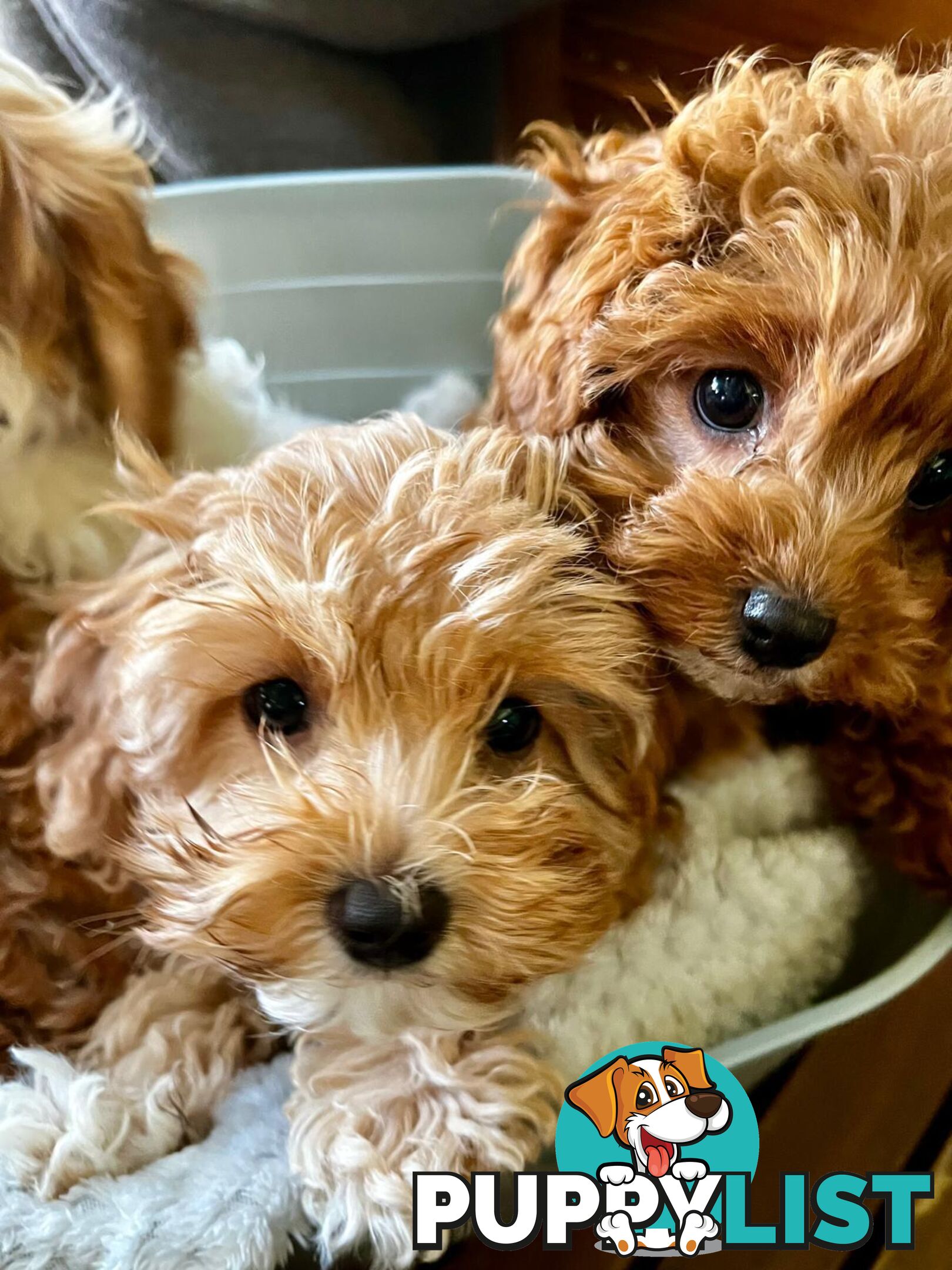 2nd Generation Cavoodle Puppies
