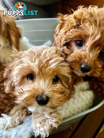 2nd Generation Cavoodle Puppies