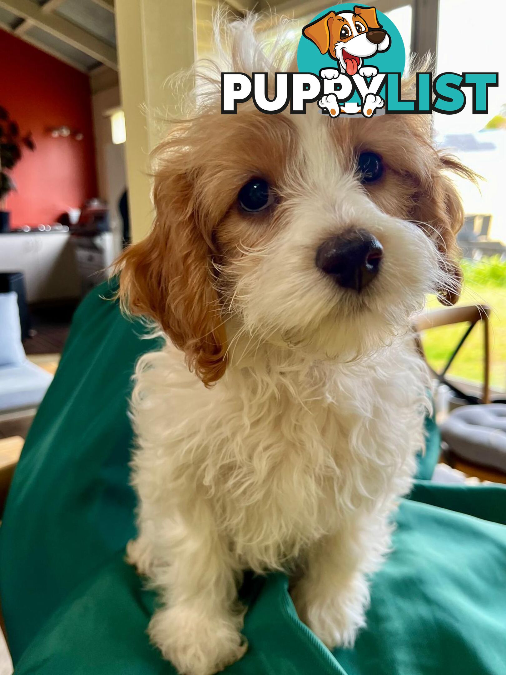 2nd Generation Cavoodle Puppies