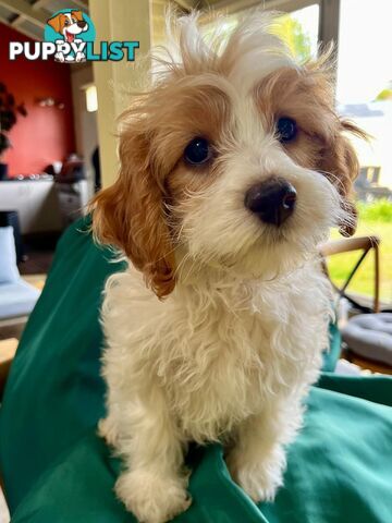 2nd Generation Cavoodle Puppies