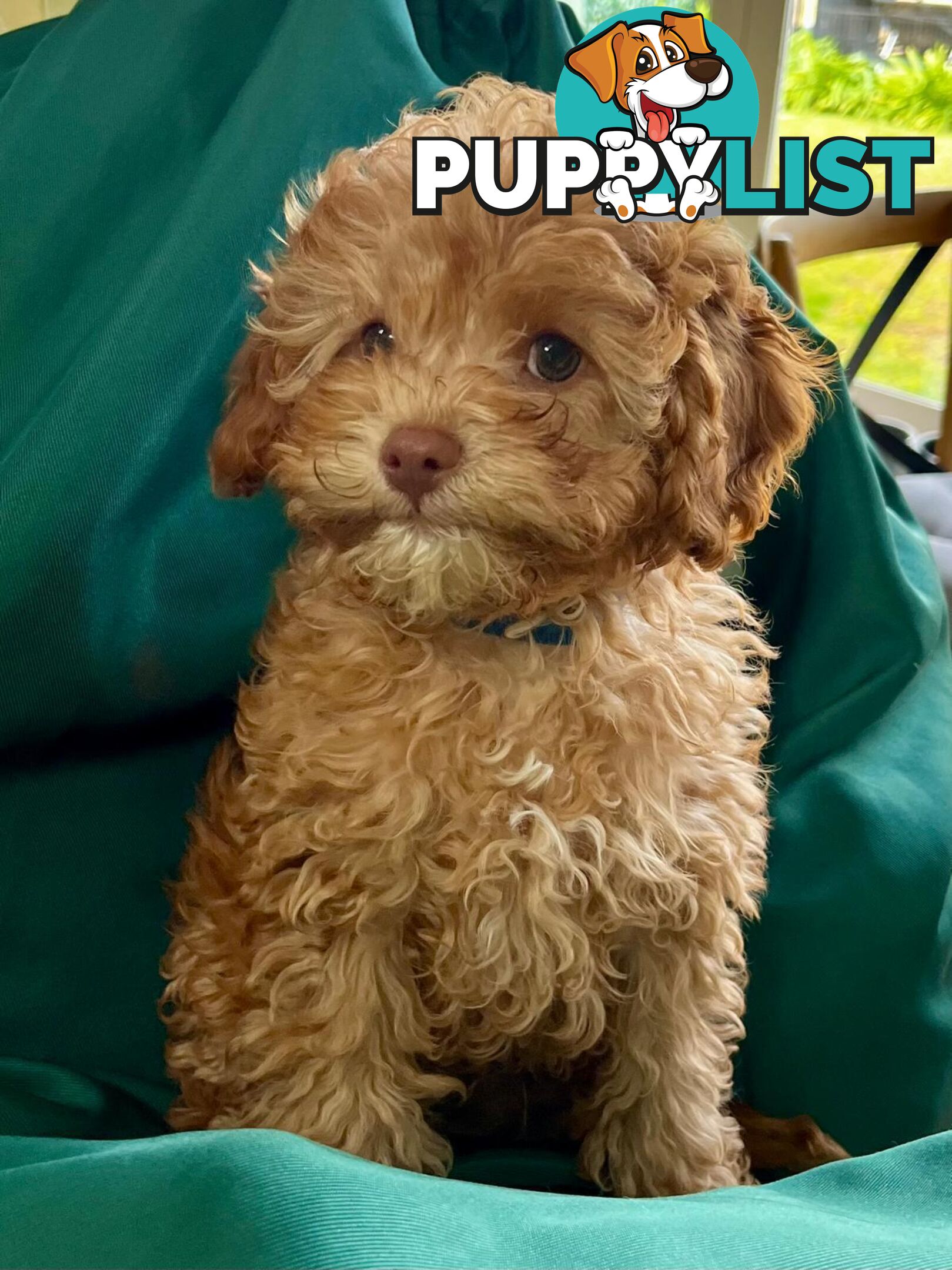 2nd Generation Cavoodle Puppies