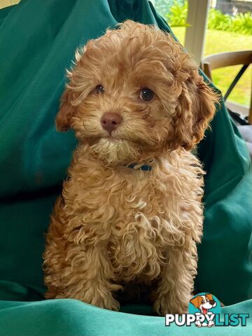 2nd Generation Cavoodle Puppies