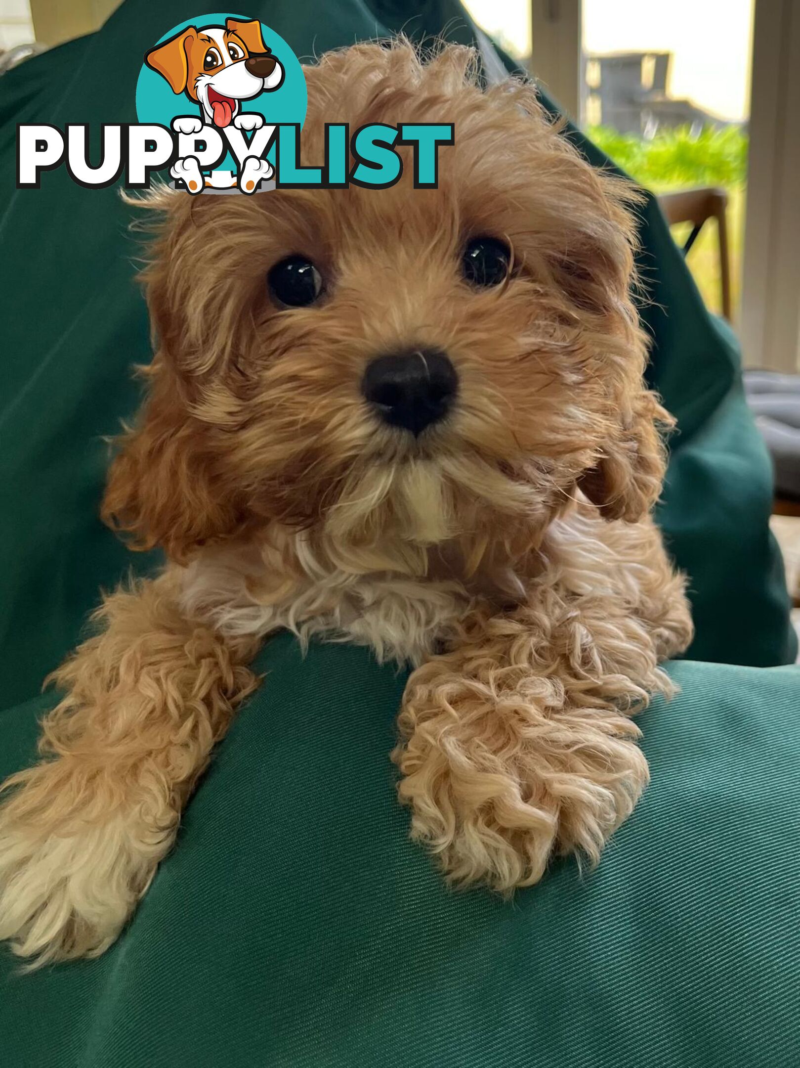 2nd Generation Cavoodle Puppies