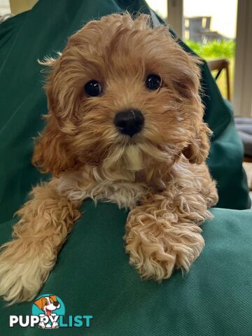 2nd Generation Cavoodle Puppies