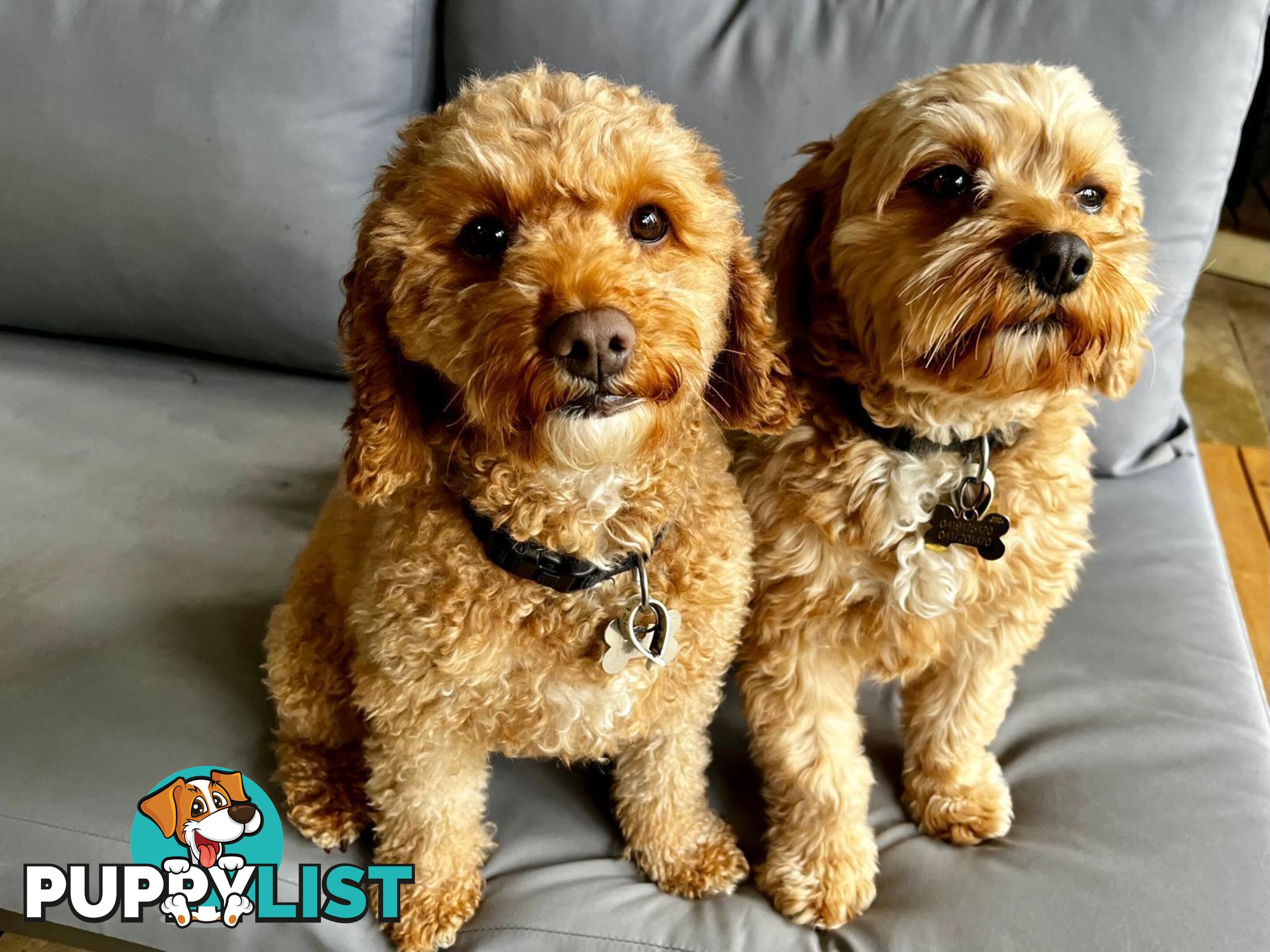 2nd Generation Cavoodle Puppies