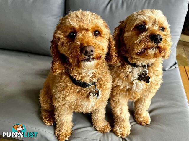 2nd Generation Cavoodle Puppies
