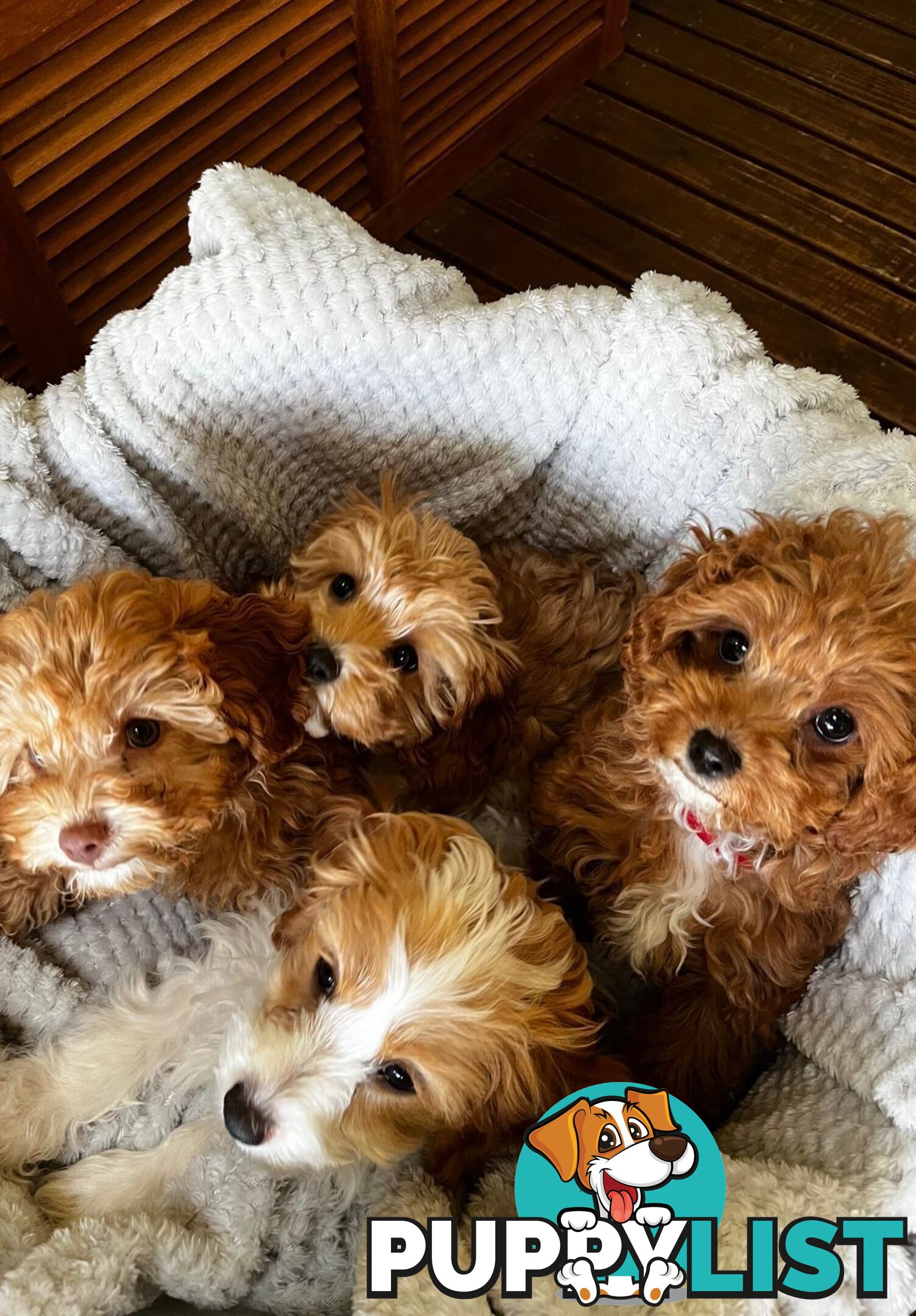 2nd Generation Cavoodle Puppies