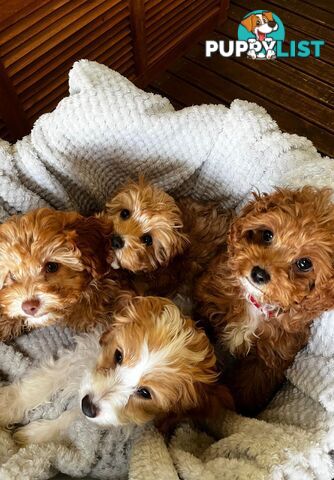 2nd Generation Cavoodle Puppies