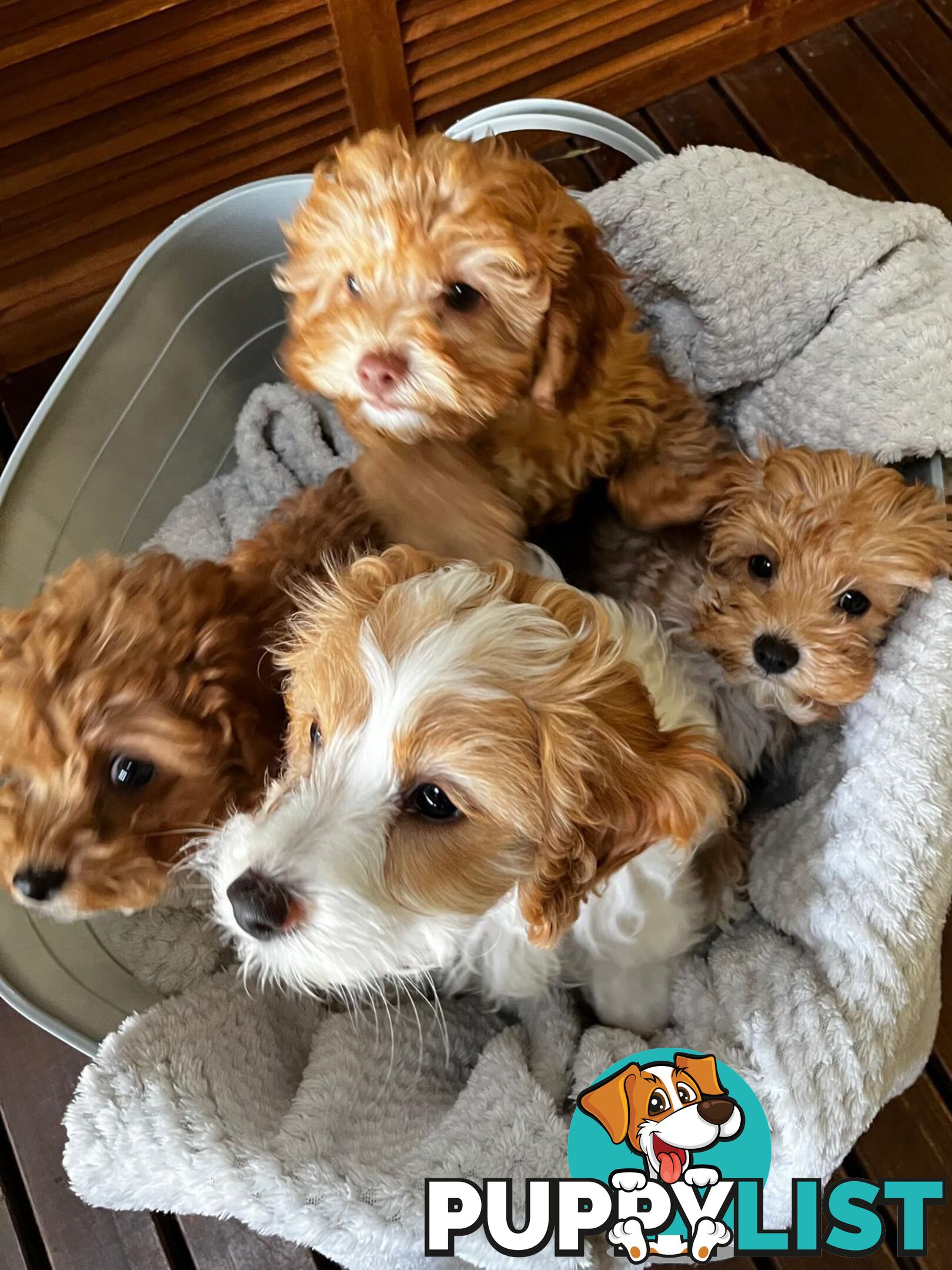 2nd Generation Cavoodle Puppies