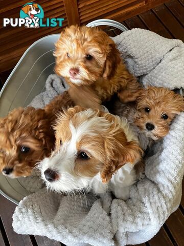 2nd Generation Cavoodle Puppies