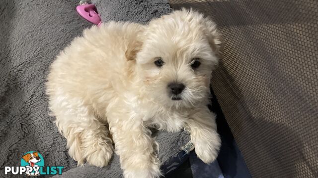 Maltese/shitzu