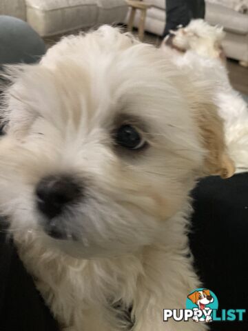 Maltese shih tzu