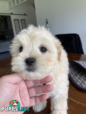 Maltese shih tzu