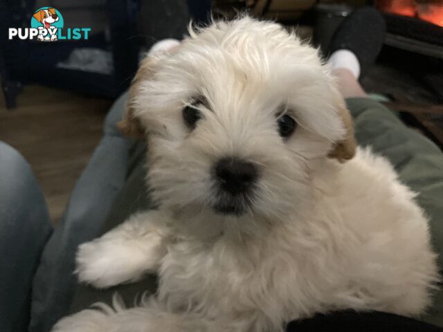 Maltese shih tzu