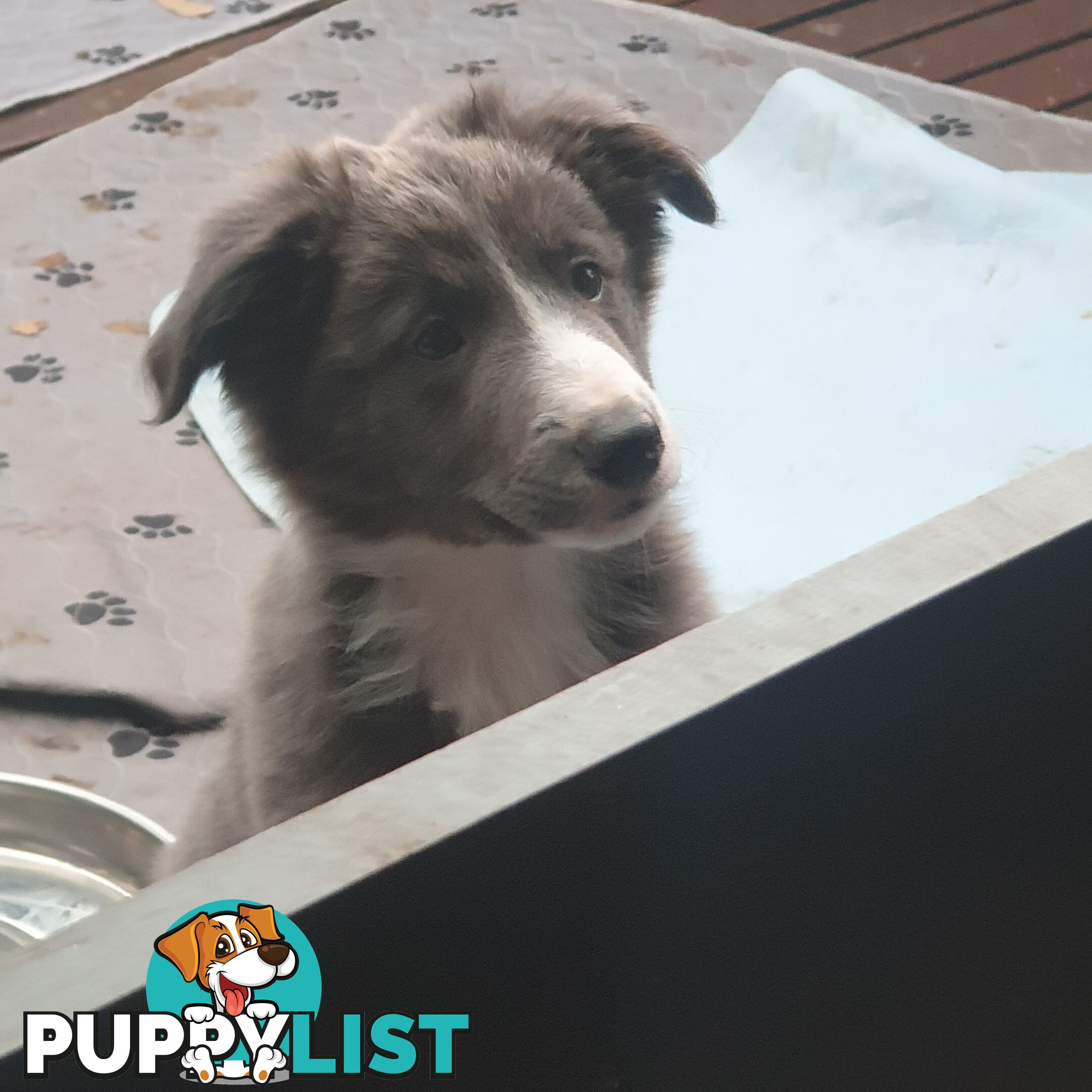 Border Collie Puppies