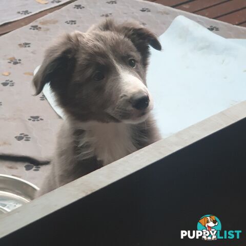 Border Collie Puppies