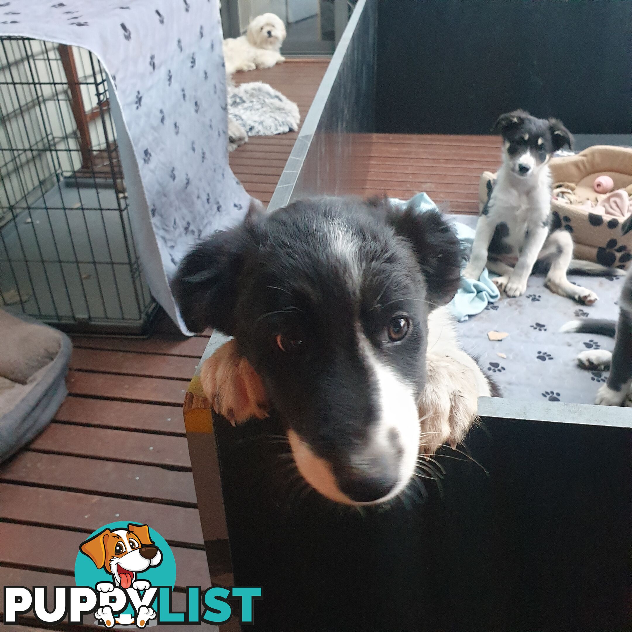 Border Collie Puppies