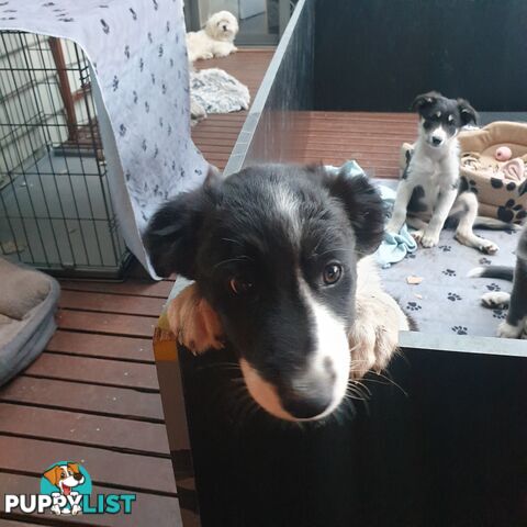 Border Collie Puppies