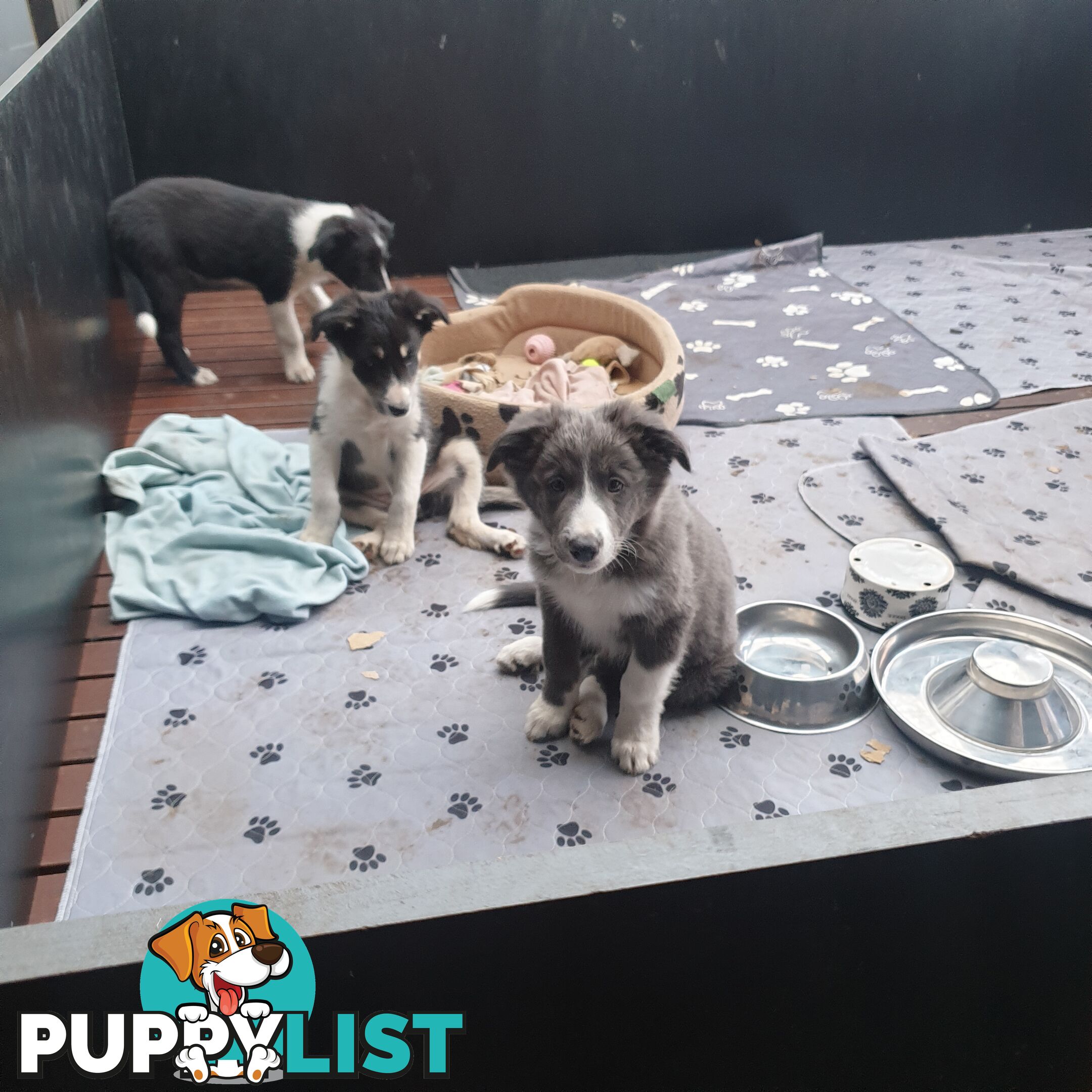 Border Collie Puppies