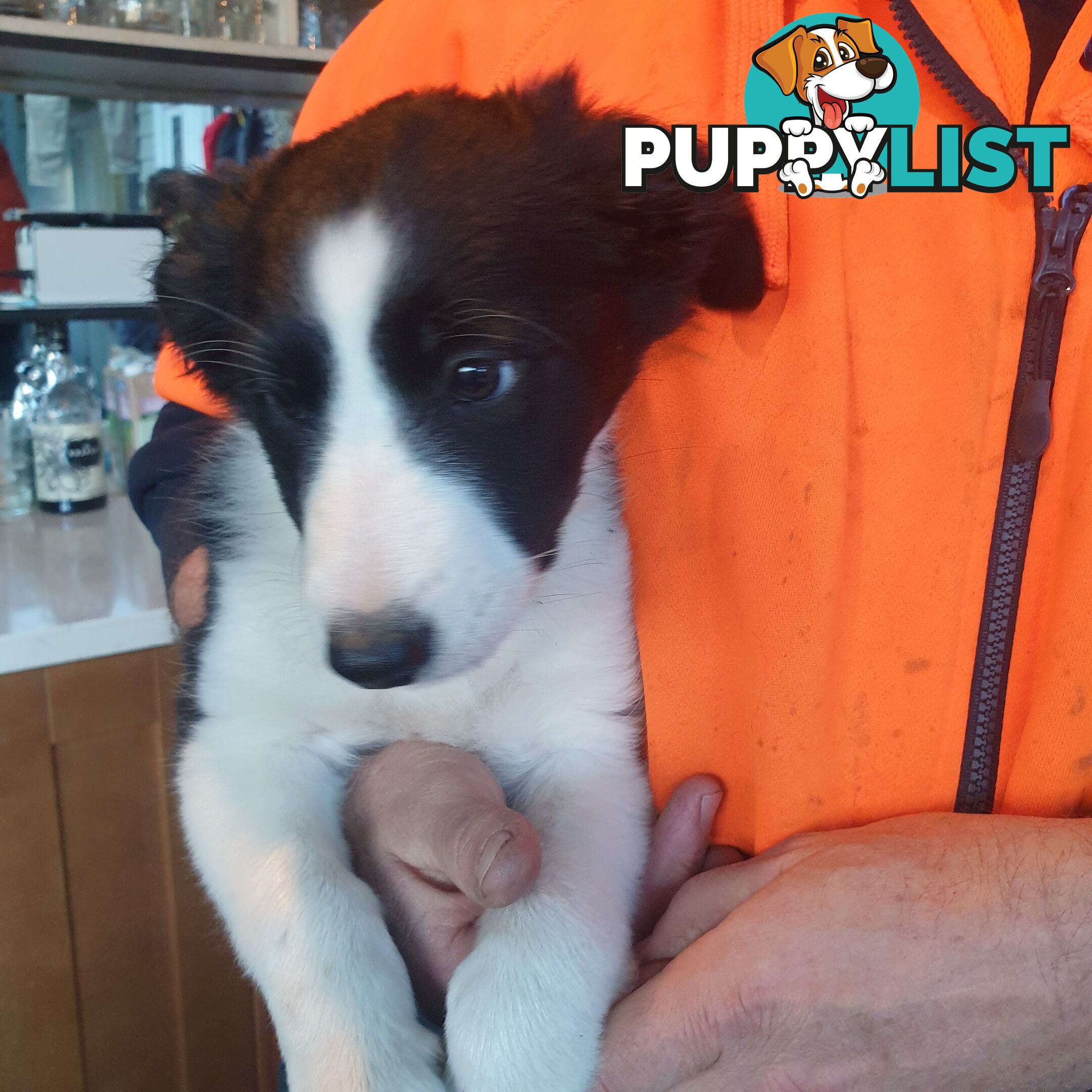 Border Collie Puppies