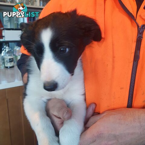 Border Collie Puppies