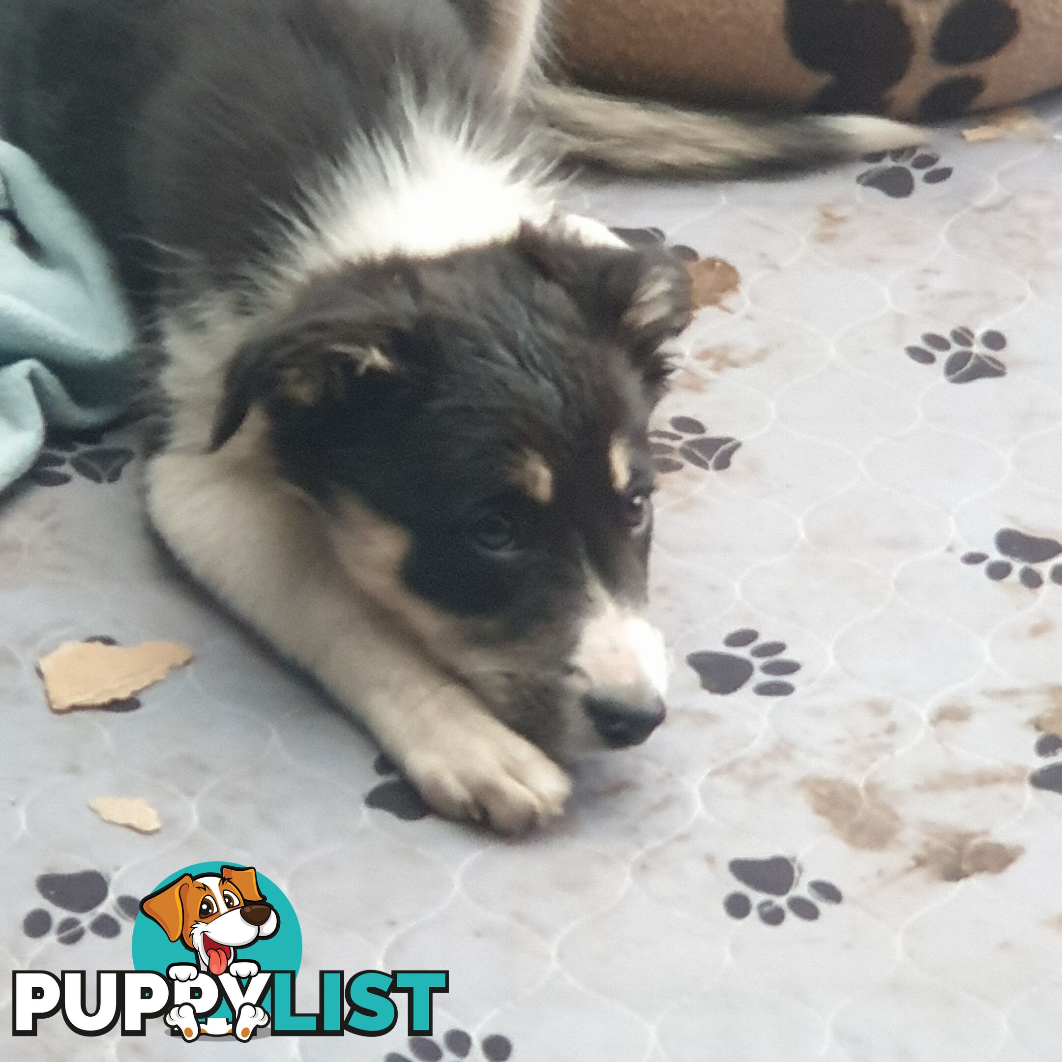 Border Collie Puppies
