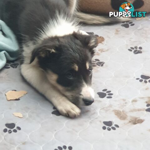 Border Collie Puppies