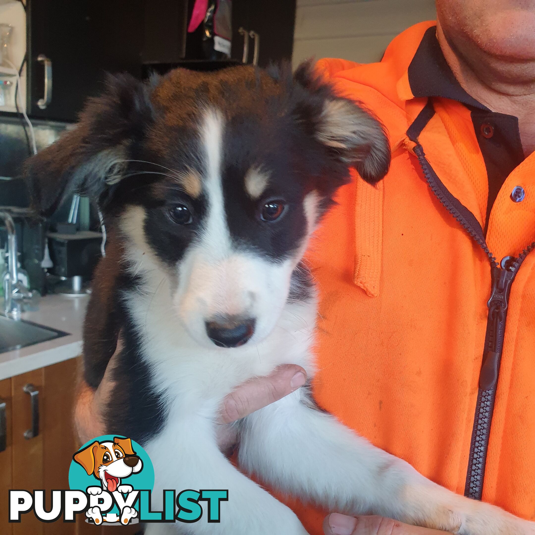 Border Collie Puppies