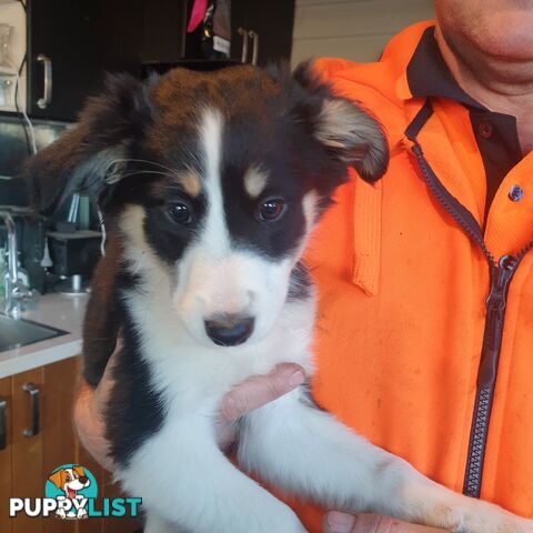 Border Collie Puppies