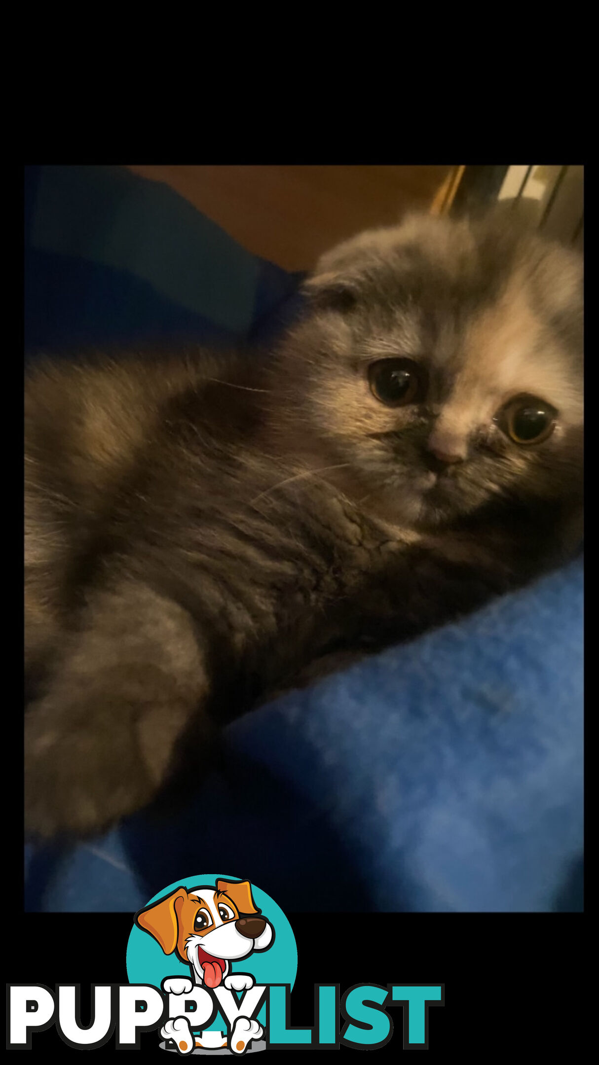 Scottish Fold x exotic short hair kittens