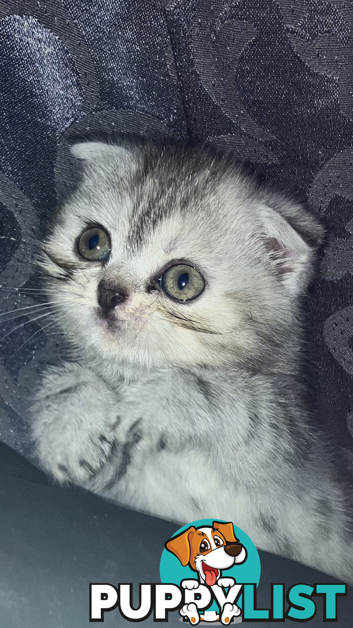 Scottish Fold x exotic short hair kittens