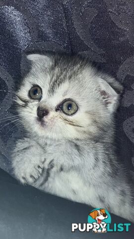 Scottish Fold x exotic short hair kittens