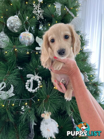 Cream Long Haired Miniature Dachshunds